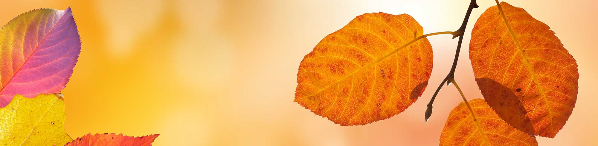Huidverzorging in de herft met de producten van LIN Skincare